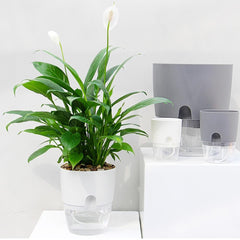 Hydroponic Flowerpot