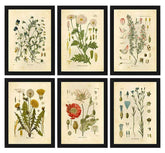 Wild Flowers Wall Art
