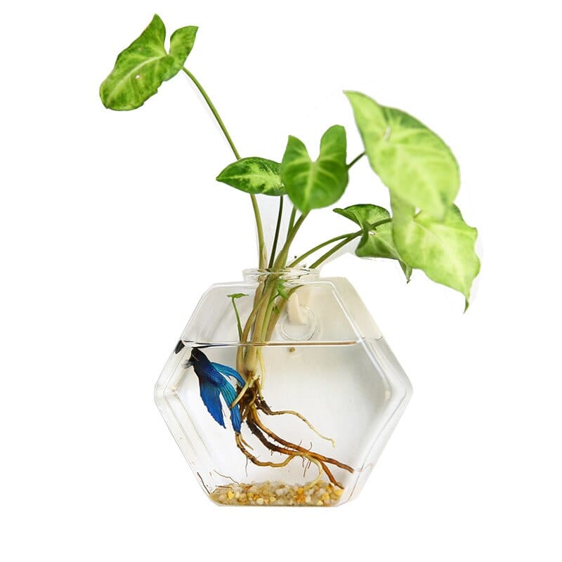 Hydroponic Wall Mounted Vases