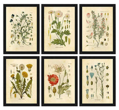 Wild Flowers Wall Art